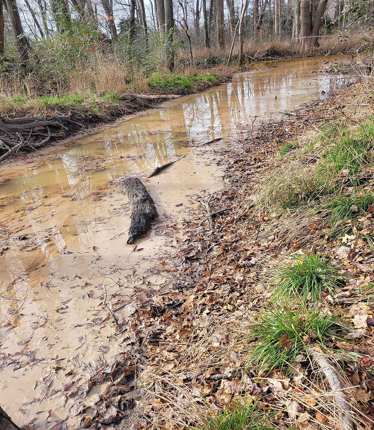 Sludge in stream near Valley Proteins